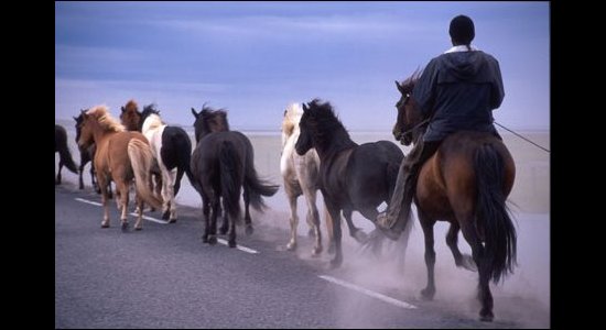 Icelandic Horses